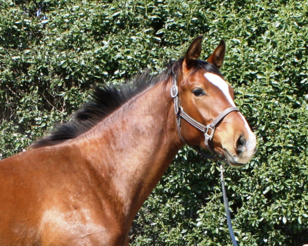Lupicorado
